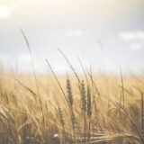 Food Industrie